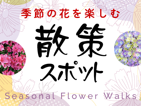 季節の花　散策