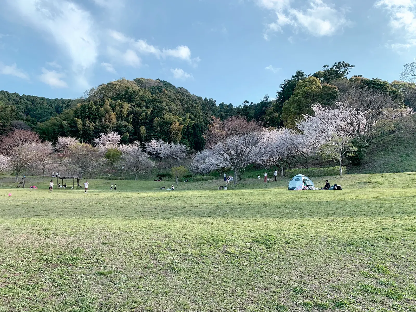 カブトの森桜